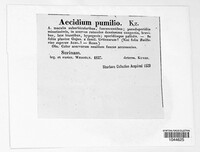 Aecidium pumilio image